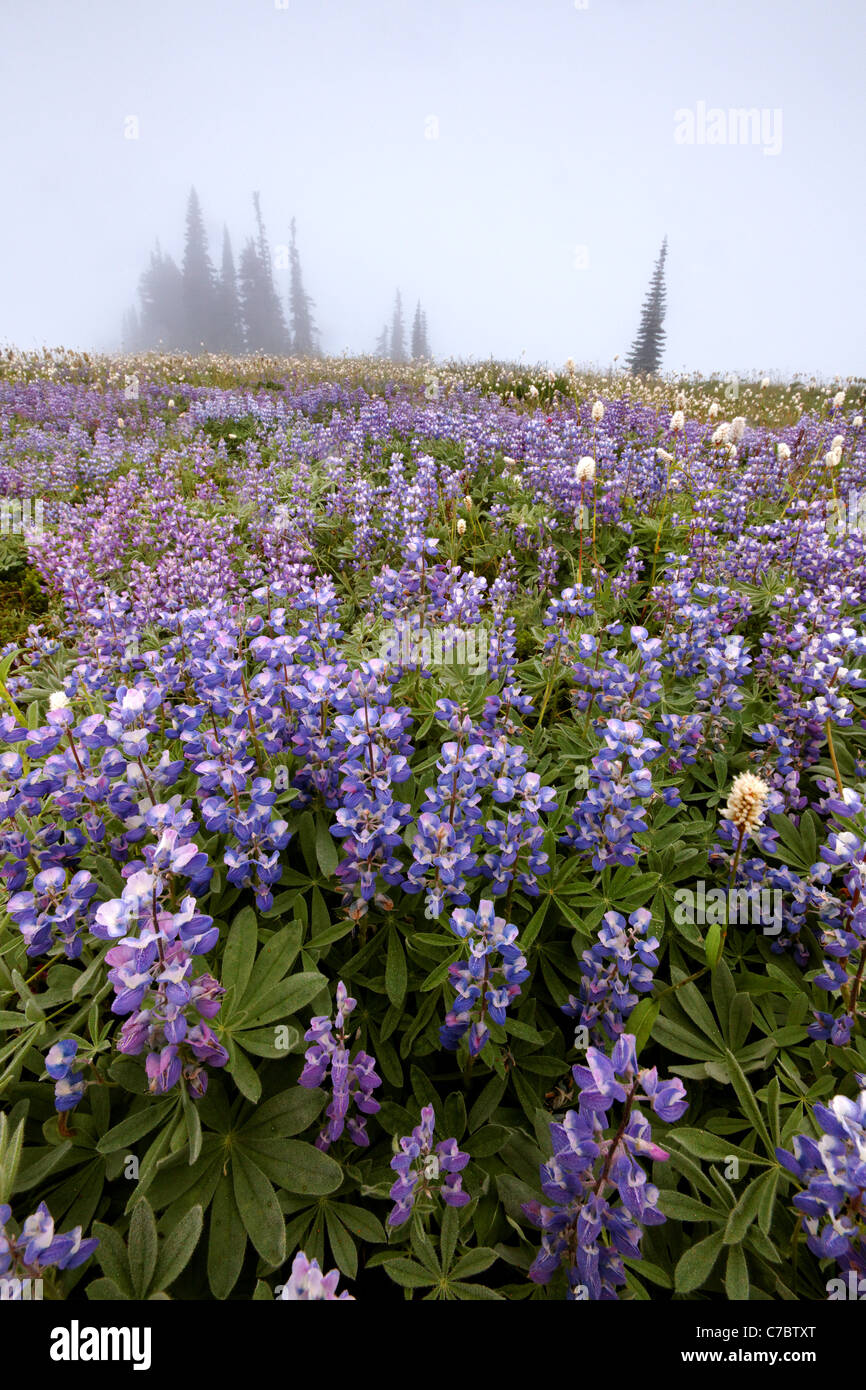 Bereich der Lupine in Nebel, Edith Creek Basin, Paradise, Mount Rainier Nationalpark, Washington, USA Stockfoto