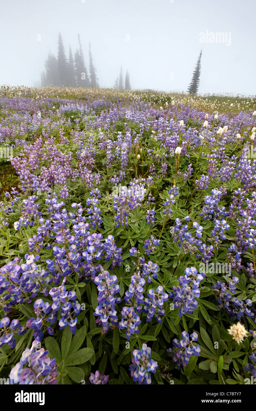 Bereich der Lupine in Nebel, Edith Creek Basin, Paradise, Mount Rainier Nationalpark, Washington, USA Stockfoto