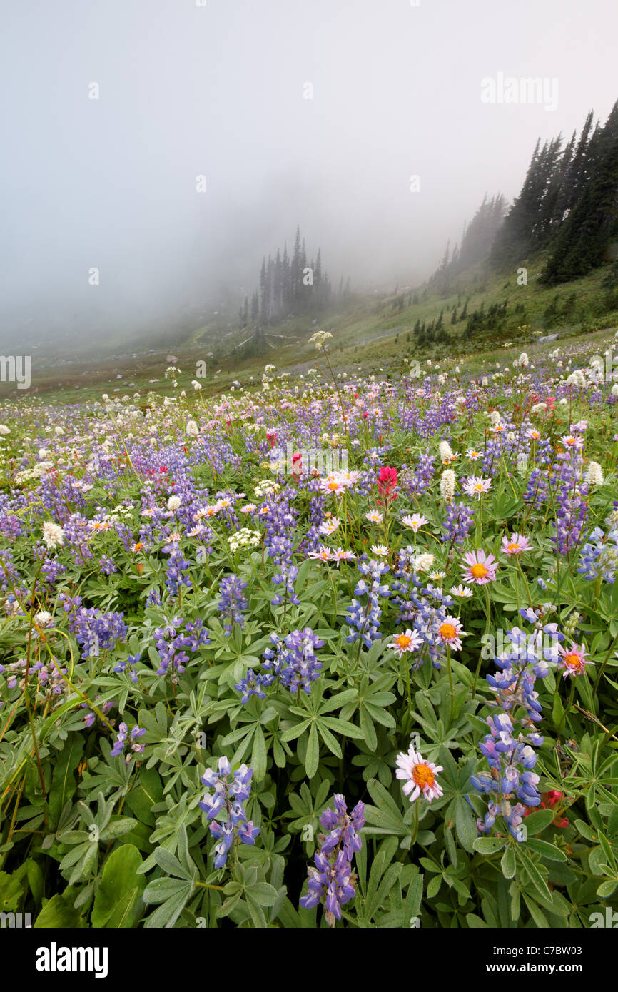 Bereich der Wildblumen im Nebel, Edith Creek Basin, Paradise, Mount Rainier Nationalpark, Washington, USA Stockfoto