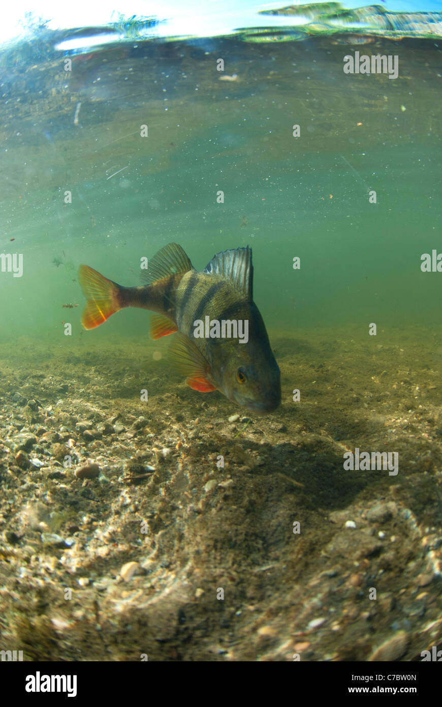 Barsche fische Fotos und Bildmaterial in hoher Auflösung Alamy
