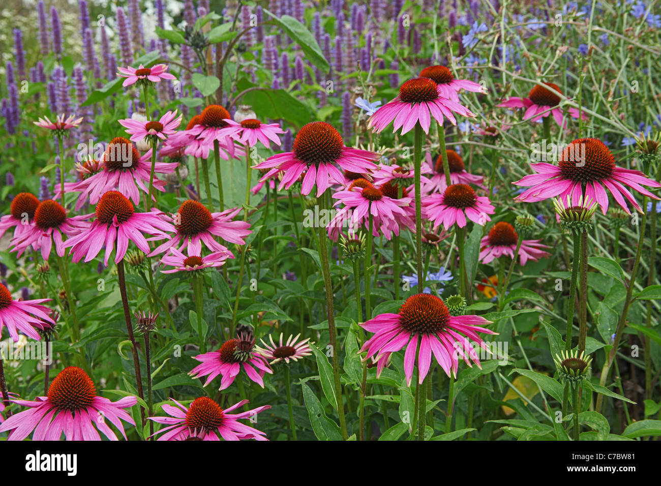 Echinacea-Blumen in den Royal Horticultural Society Gärten am Rosemoor in der Nähe von Great Torrington, Devon, England, UK Stockfoto