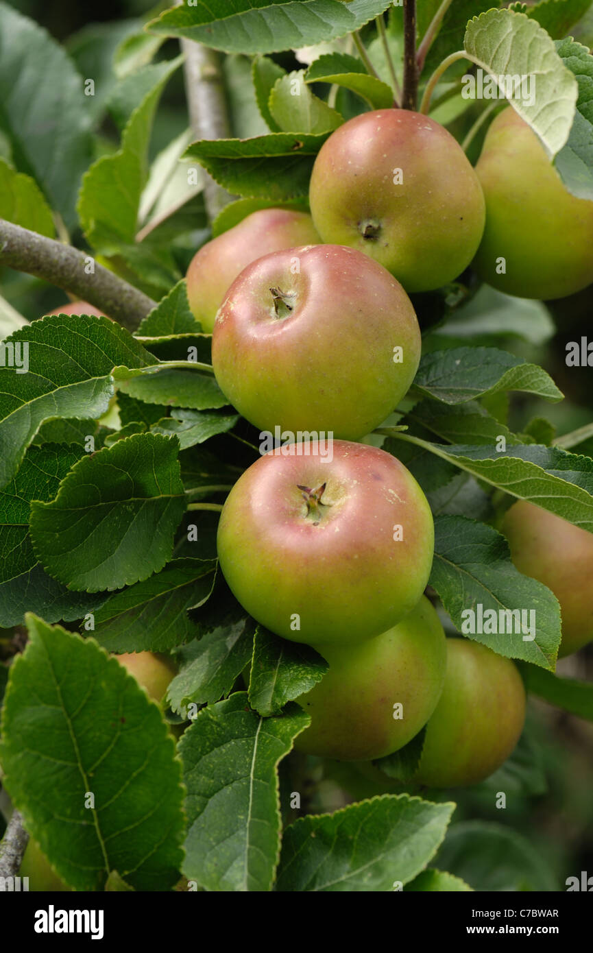 Reife Frucht auf einem Baum Apfelsorte Sonnenuntergang Stockfoto