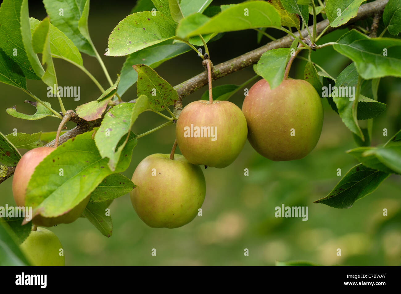 Reife Frucht auf einem Baum Apfelsorte Golden Delicious Stockfoto