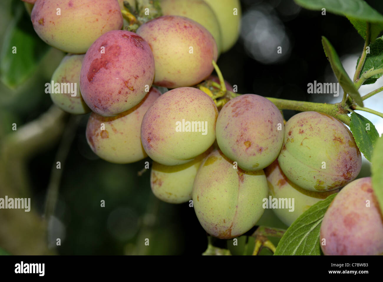 Reife Victoria Pflaume Frucht am Baum, Devon Stockfoto