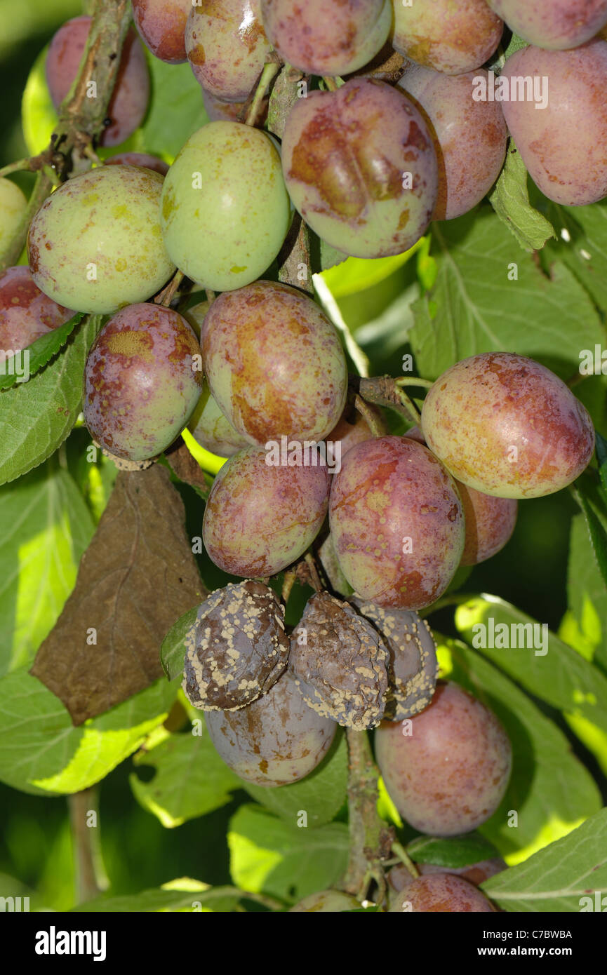 Braunfäule (Weißstängeligkeit Fructigena) Frucht Rot und Mycel Wachstum Stockfoto