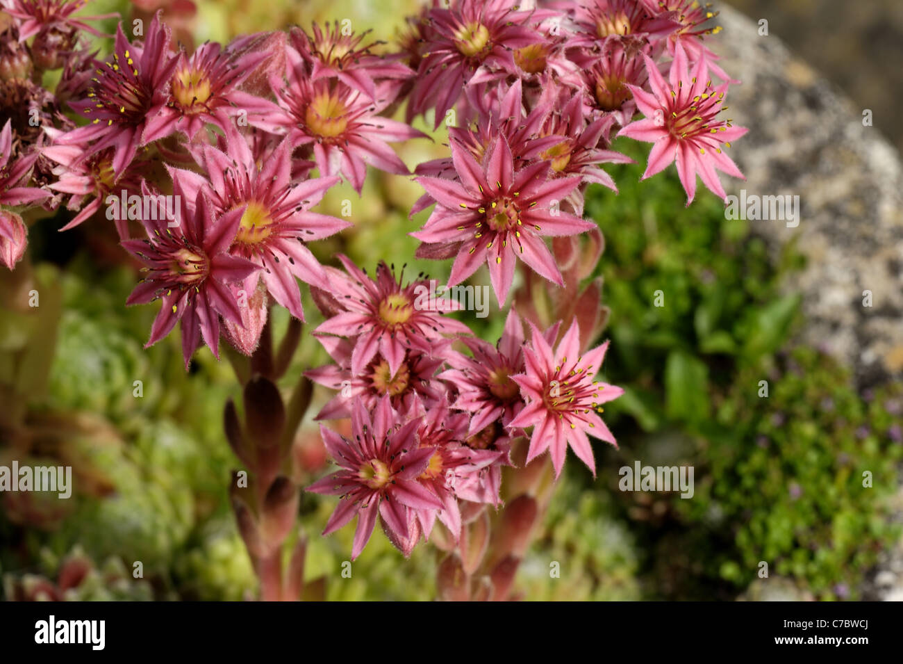 Haus Lauch (Sempervivum Arachnoideum) Blumen Stockfoto