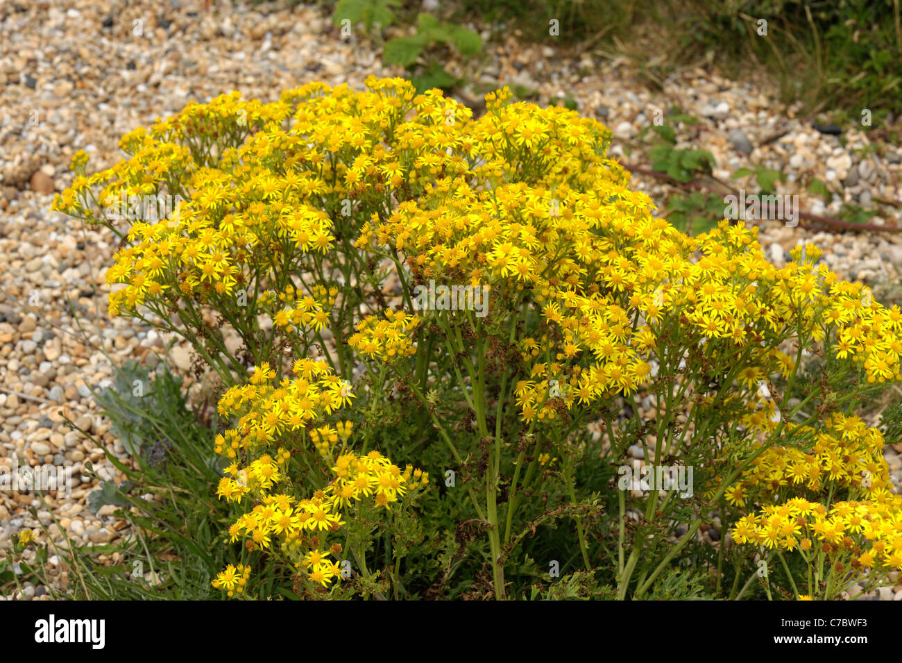 Blühende ragwort (Maculata vulgaris) auf Kies am Chesil Beach, Dorset coast Stockfoto