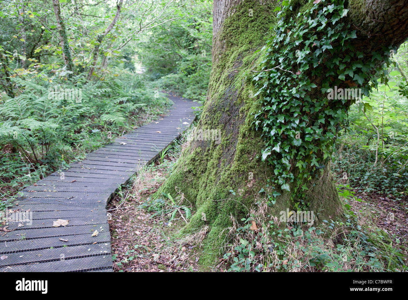 Boardwalk am College Reservoir; in der Nähe von Penryn; Cornwall; UK Stockfoto