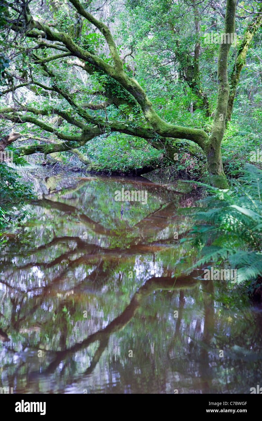 College-Reservoir; in der Nähe von Penryn; Cornwall; UK Stockfoto