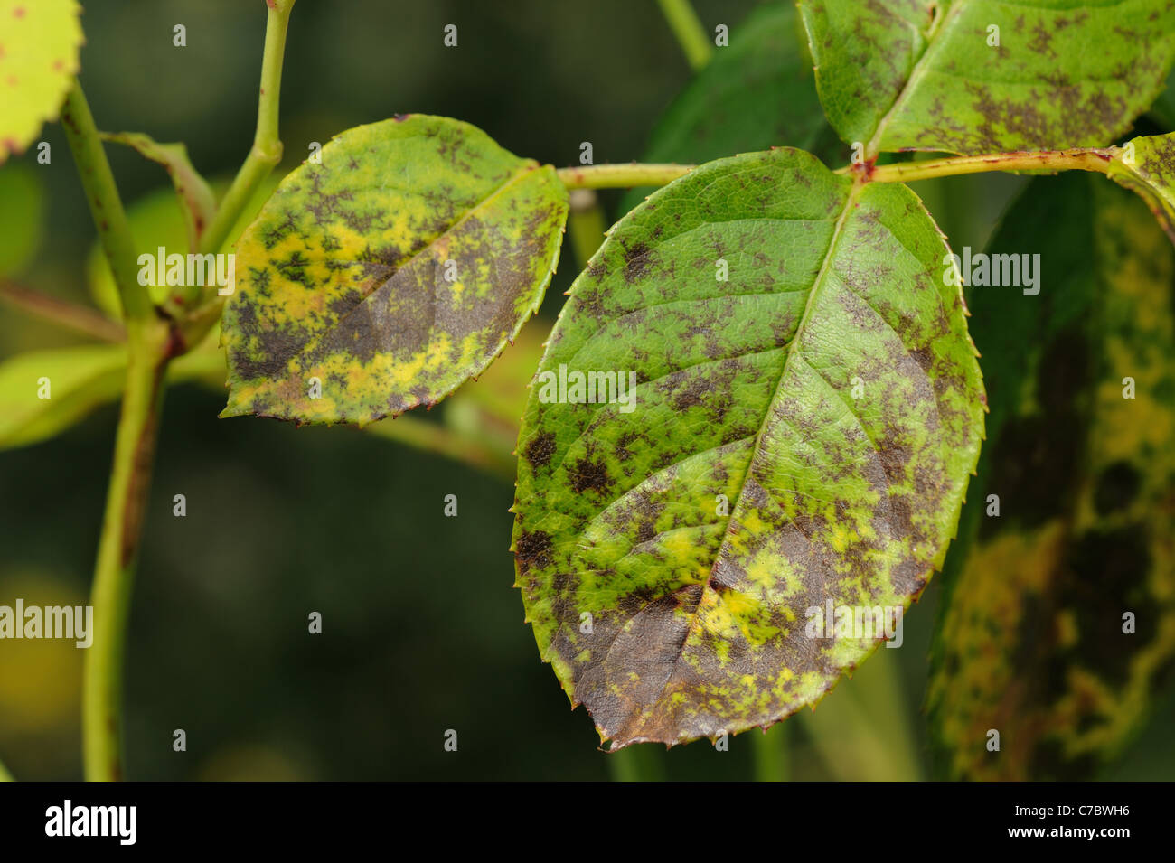 Schwarzer Fleck (Diplocarpon Rosae) Infektion auf Rosenblättern Stockfoto