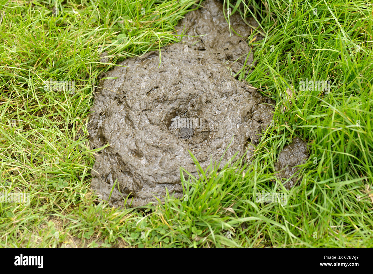 Kuh Pat Kot Auf Weiden Weidegras Stockfoto Bild 38984913 Alamy