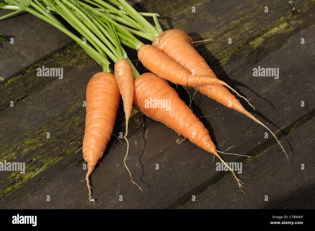 Reife Garten Container gewachsen Karotten Stockfoto
