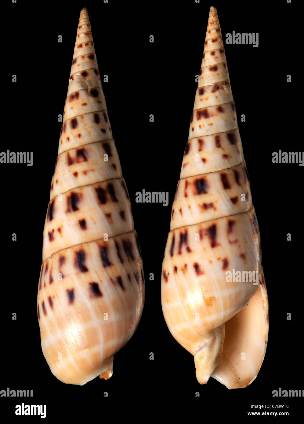 Marlinspike Auger Shell (Terebra Maculata) c14cm Philippinen Stockfoto