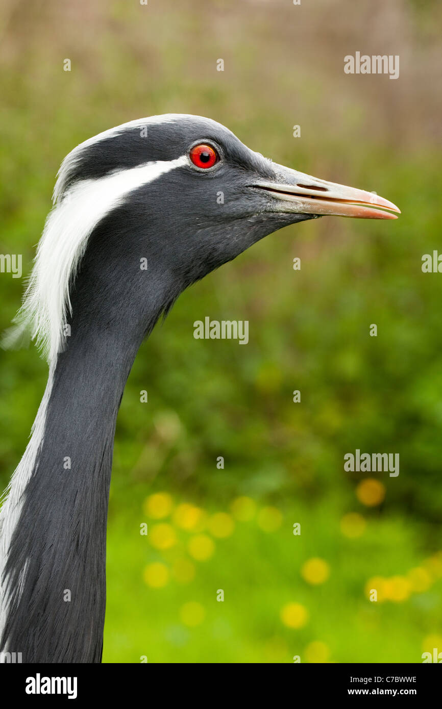 Demoiselle Kran (Anthropoides Virgo). Aufrufen. Vocal. Stockfoto