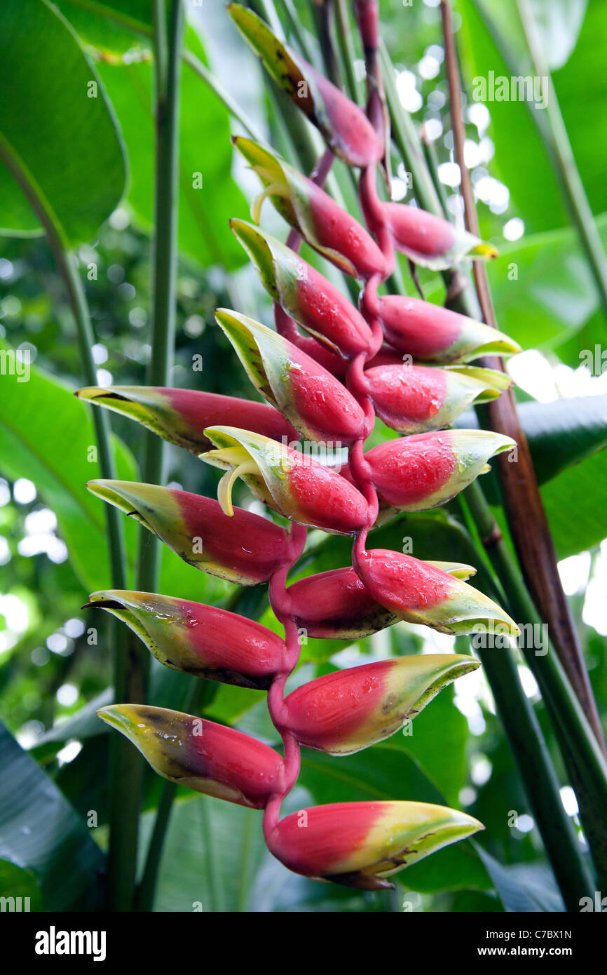 Heliconia Rostrata oder falsche Bird Of Paradise Pflanze mit roten ...