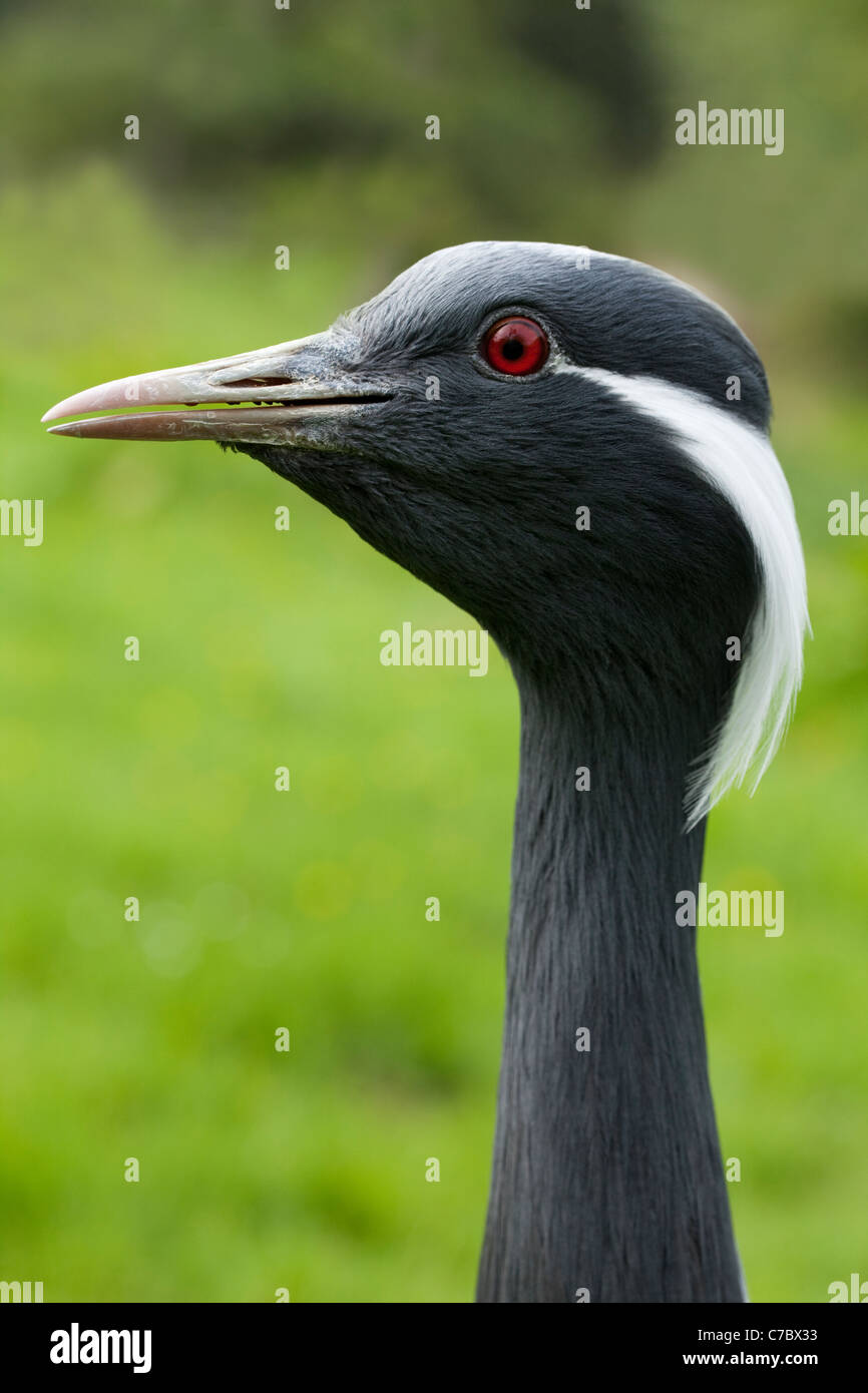 Demoiselle Kran (Anthropoides Virgo). Aufrufen. Vocal. Stockfoto