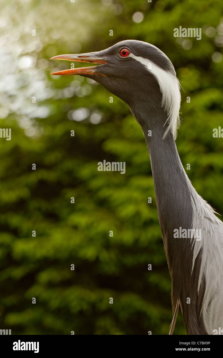 Demoiselle Kran (Anthropoides Virgo). Aufrufen. Stockfoto