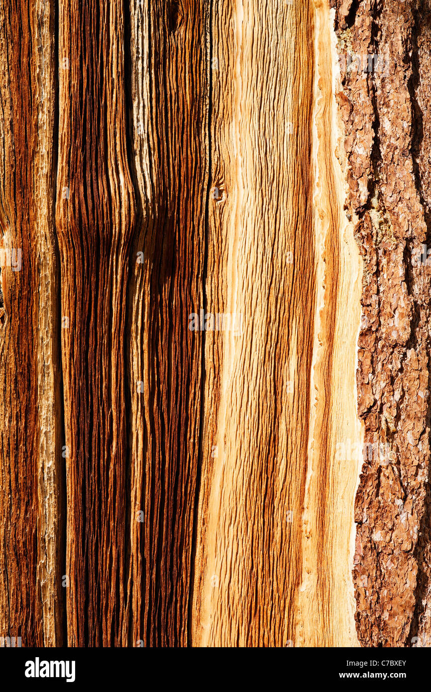 Detail der Bristlecone Kiefer Rinde, Inyo National Forest, White Mountains, Kalifornien, USA Stockfoto