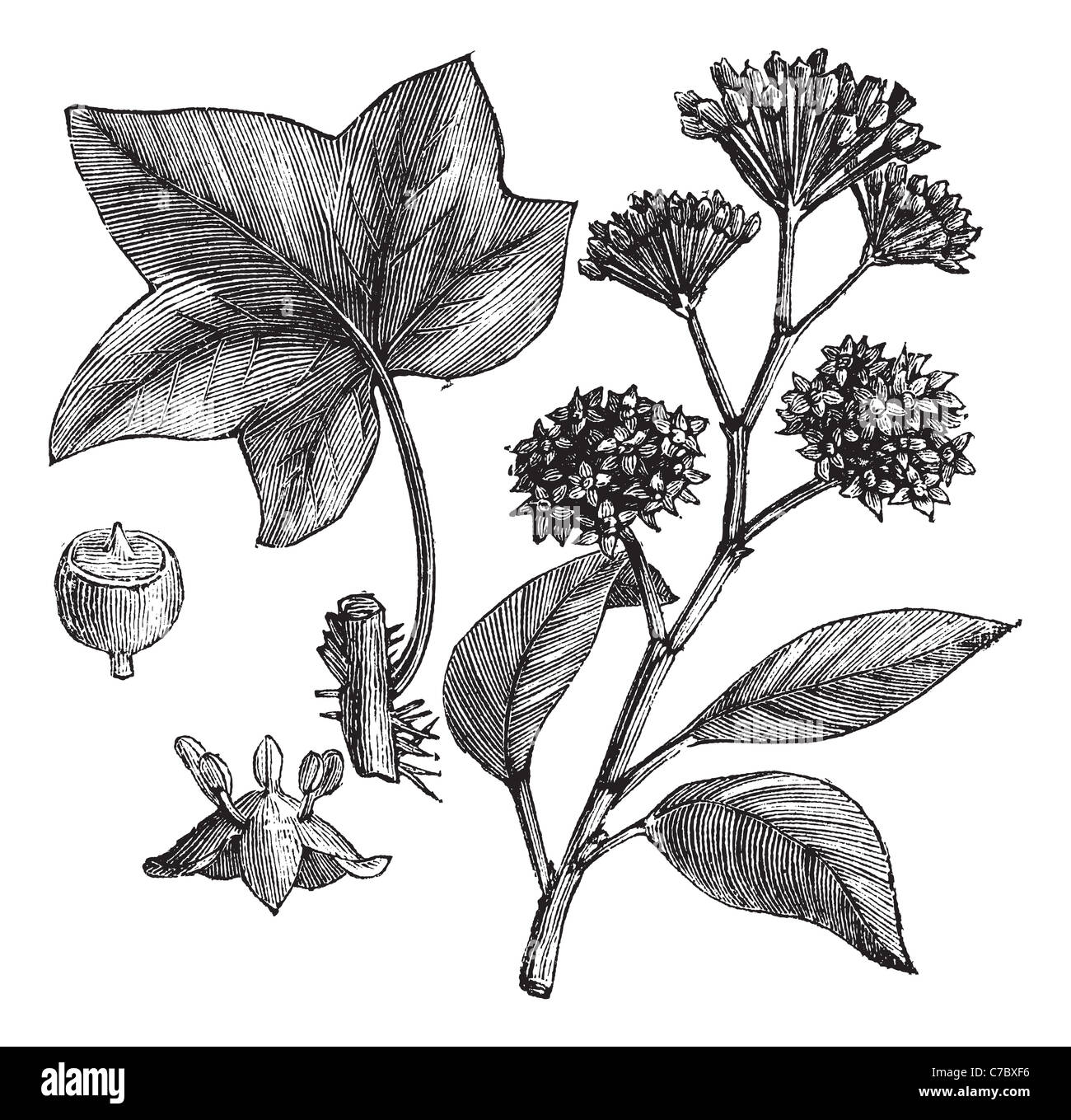 Englisch Efeu (Hedera Helix) oder gemeinsame Efeu Vintage gravierten Abbildung. Trousset Enzyklopädie (1886-1891). Stockfoto Englisch Efeu (Hedera Helix) oder gemeinsame Efeu Vintage gravierten Abbildung. Trousset Enzyklopädie (1886-1891). Stockfoto