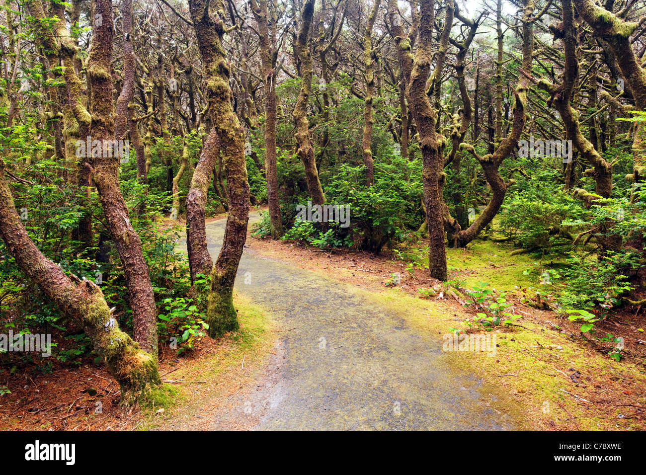 Trail durch Küstenwald, Küste von Oregon, Oregon, USA, Nordamerika Stockfoto