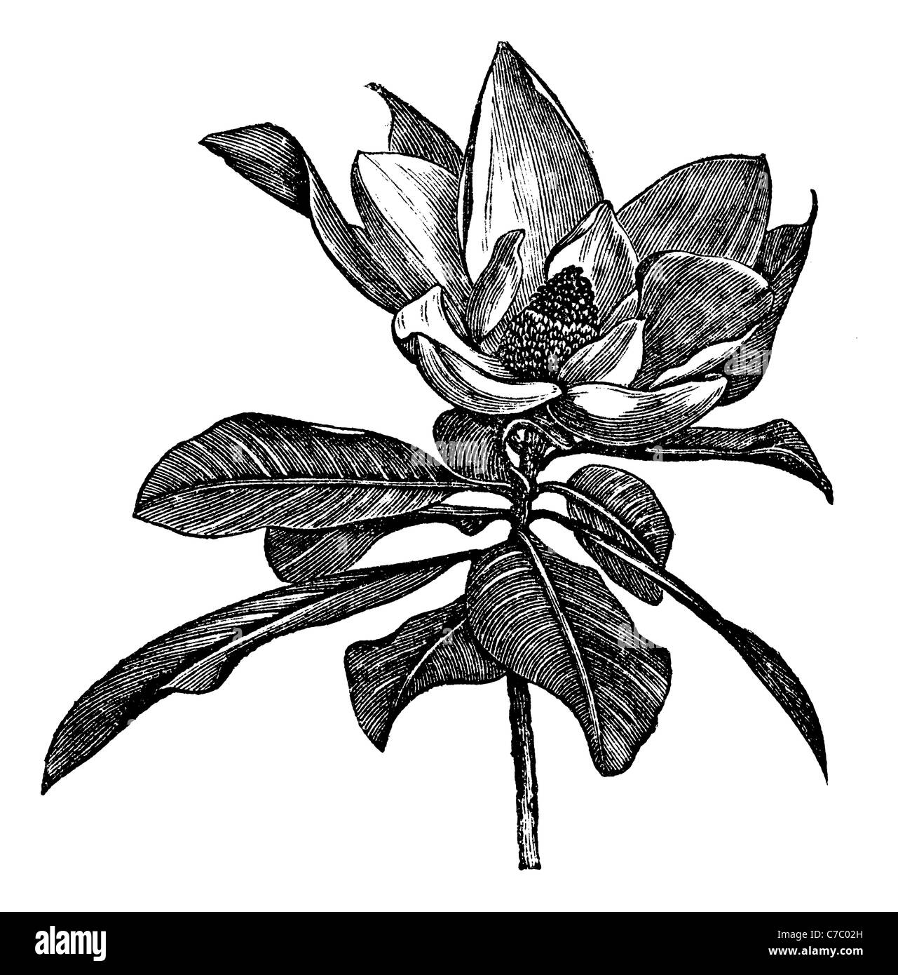 Immergrüne Magnolie, Vintage-Gravur. Alten graviert Illustration der Immergrüne Magnolie Blume isoliert auf einem weißen Hintergrund. Stockfoto