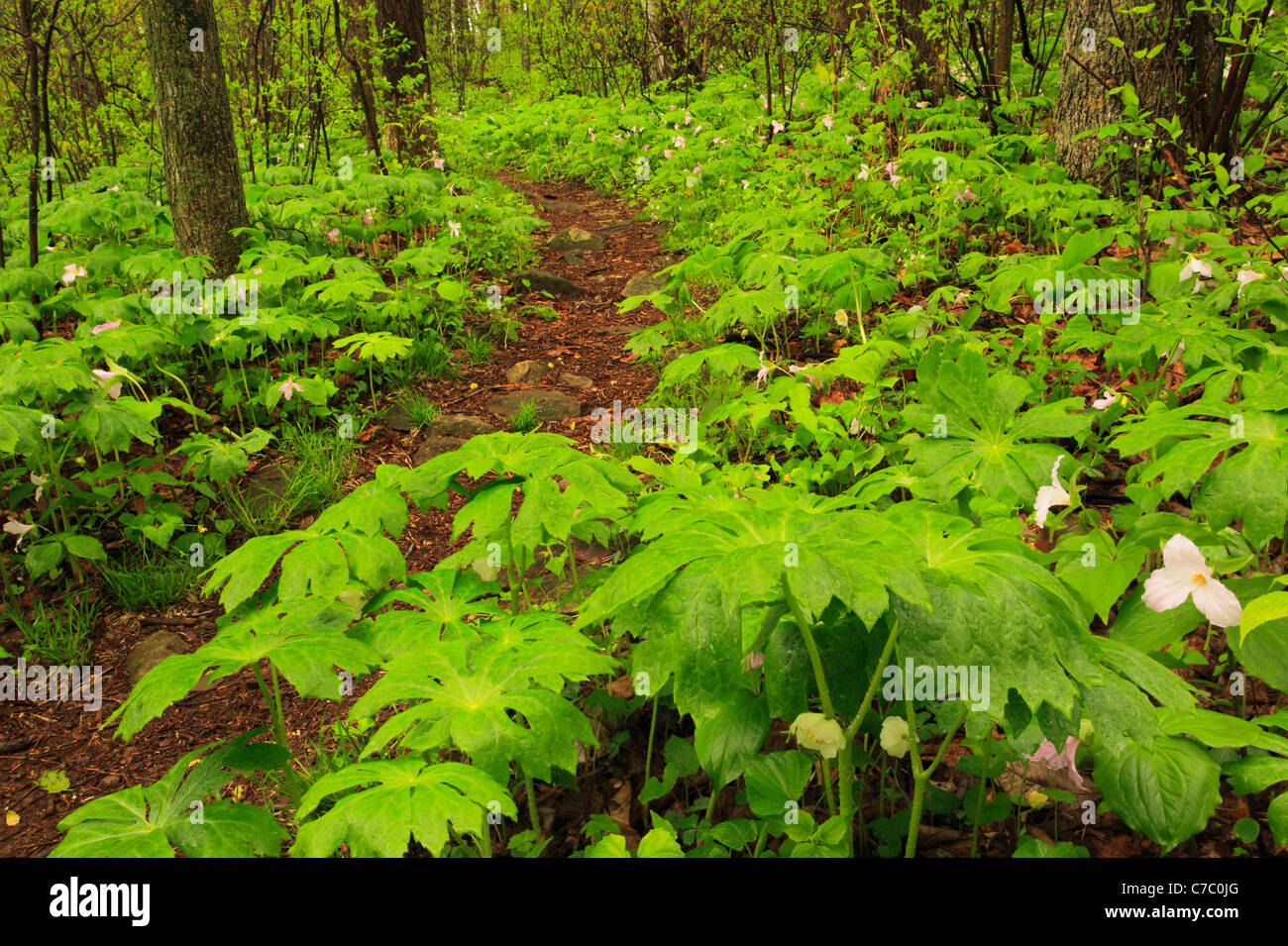 Können Äpfel und Trillium auf Appalachian Trail im Thompson Wildlife Area, Linden, Virginia, USA Stockfoto