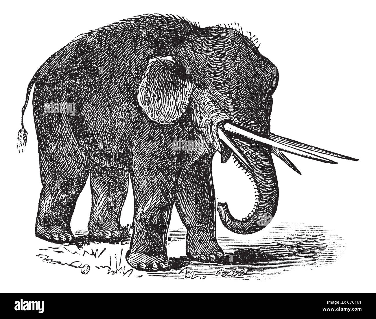 Amerikanische Mastodon oder Mammut Americanum oder Mastodon Giganteus, Vintage-Gravur. Alten gravierte Darstellung der amerikanischen Mastodon. Stockfoto