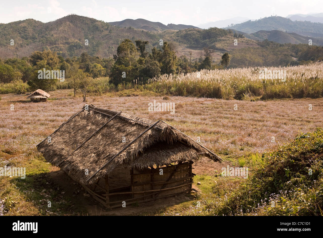 Indien, Nagaland, Mo, wilde Blumen wachsen in Brache Konyak Naga Schrägstrich und brennen Feld nahe der burmesischen Grenze Stockfoto