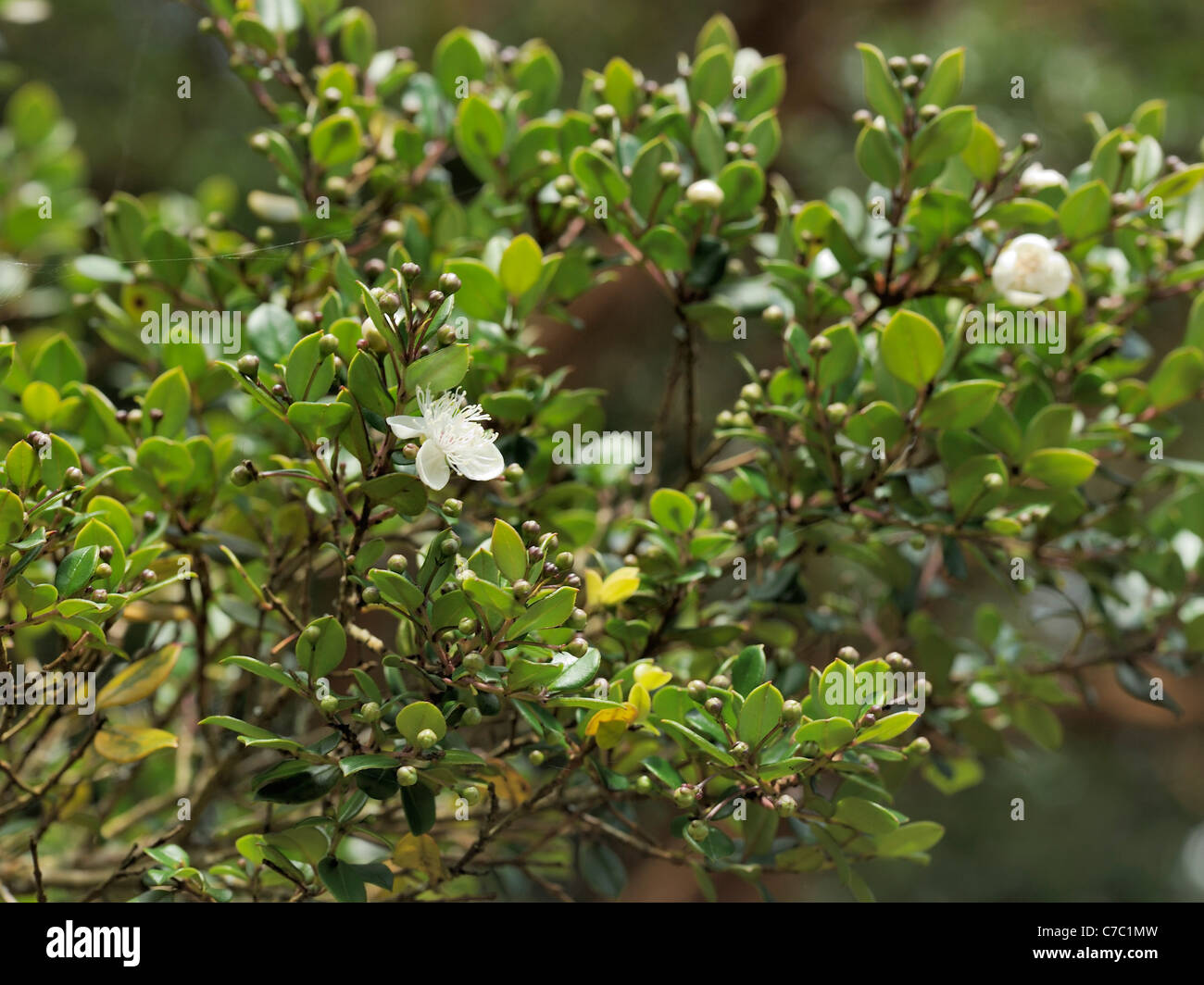 Chilenische Myrte, Luma Apiculata, Blume Stockfoto