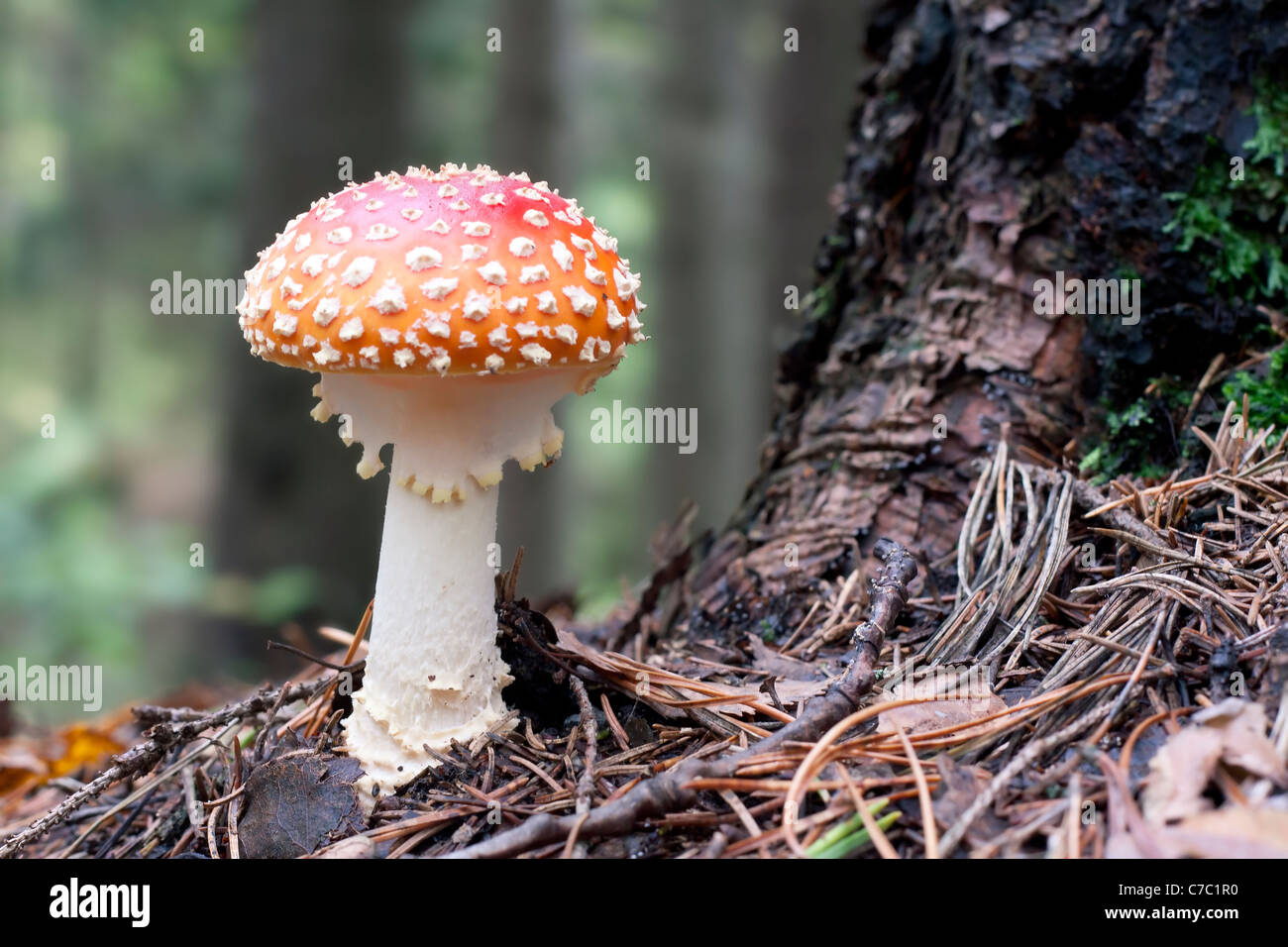 Fliegenpilz im Wald Stockfoto