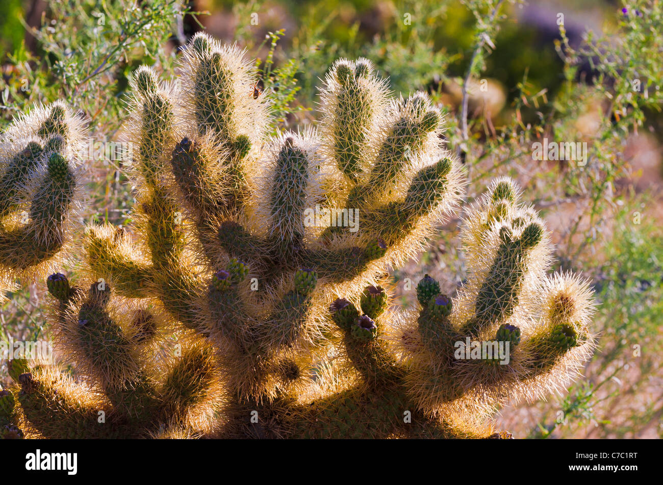 Morgenlicht auf Cholla Kaktus, Anza-Borrego Desert State Park, Kalifornien USA Stockfoto