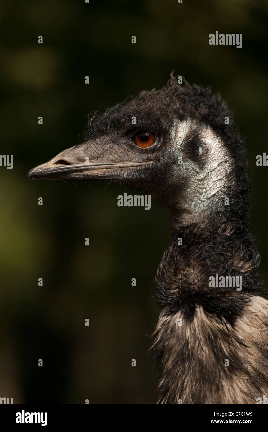 Extream Nahaufnahme von einer größeren Rhea Rhea Americana zugewandten Seite auf. Stockfoto