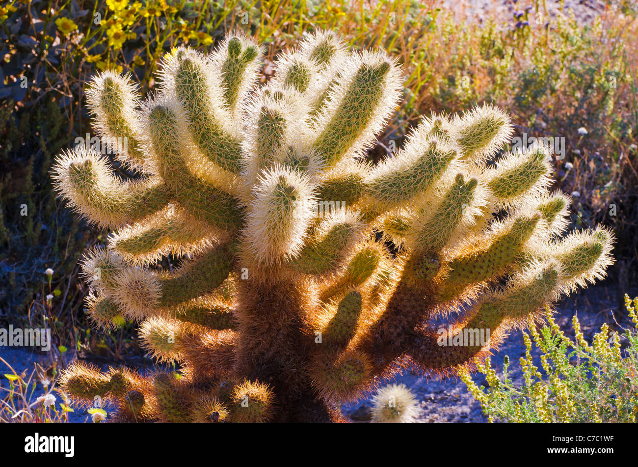 Morgenlicht auf Cholla Kaktus, Anza-Borrego Desert State Park, Kalifornien USA Stockfoto