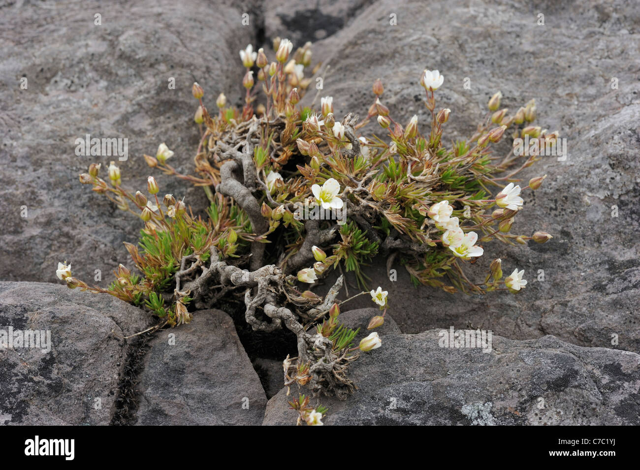 Abgeflachten Sandwort, Minuartia Recurva in dünnen Humus in schmale Trockenrisse in Platten von siliziumhaltigen Felsen des Old-Red-Sandsteins Alter wächst Stockfoto