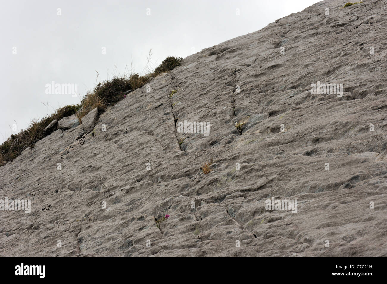 Abgeflachten Sandwort, Minuartia Recurva in dünnen Humus in schmale Trockenrisse in Platten von siliziumhaltigen Felsen des Old-Red-Sandsteins Alter wächst Stockfoto