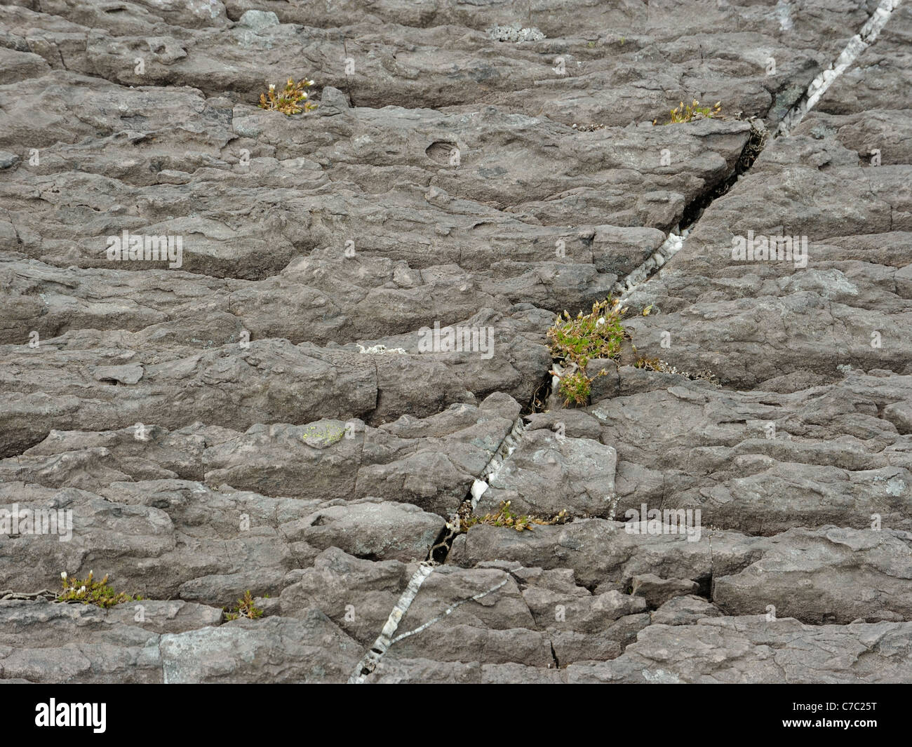 Abgeflachten Sandwort, Minuartia Recurva in dünnen Humus in schmale Trockenrisse in Platten von siliziumhaltigen Felsen des Old-Red-Sandsteins Alter wächst Stockfoto