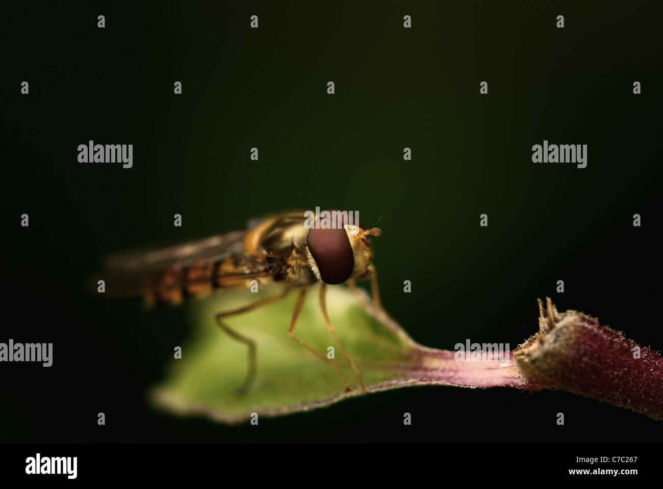 Makroaufnahme einer Schwebfliege Stockfoto