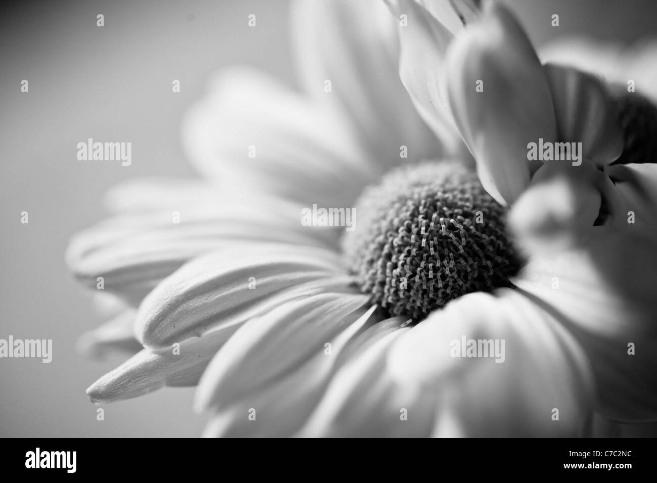 Detail von einem White Daisy auf einem weißen Hintergrund (nicht Ausschnitt) umgewandelt in schwarz und weiß Stockfoto