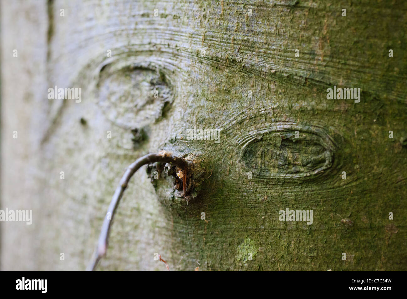 Ein seltsames Gesicht in die Rinde eines Baumes Stockfoto