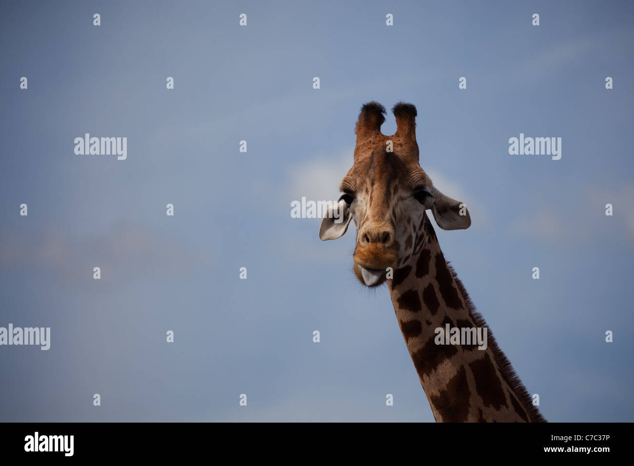 Giraffe Kopf ragte Zunge aus gegen den blauen Himmel Stockfoto