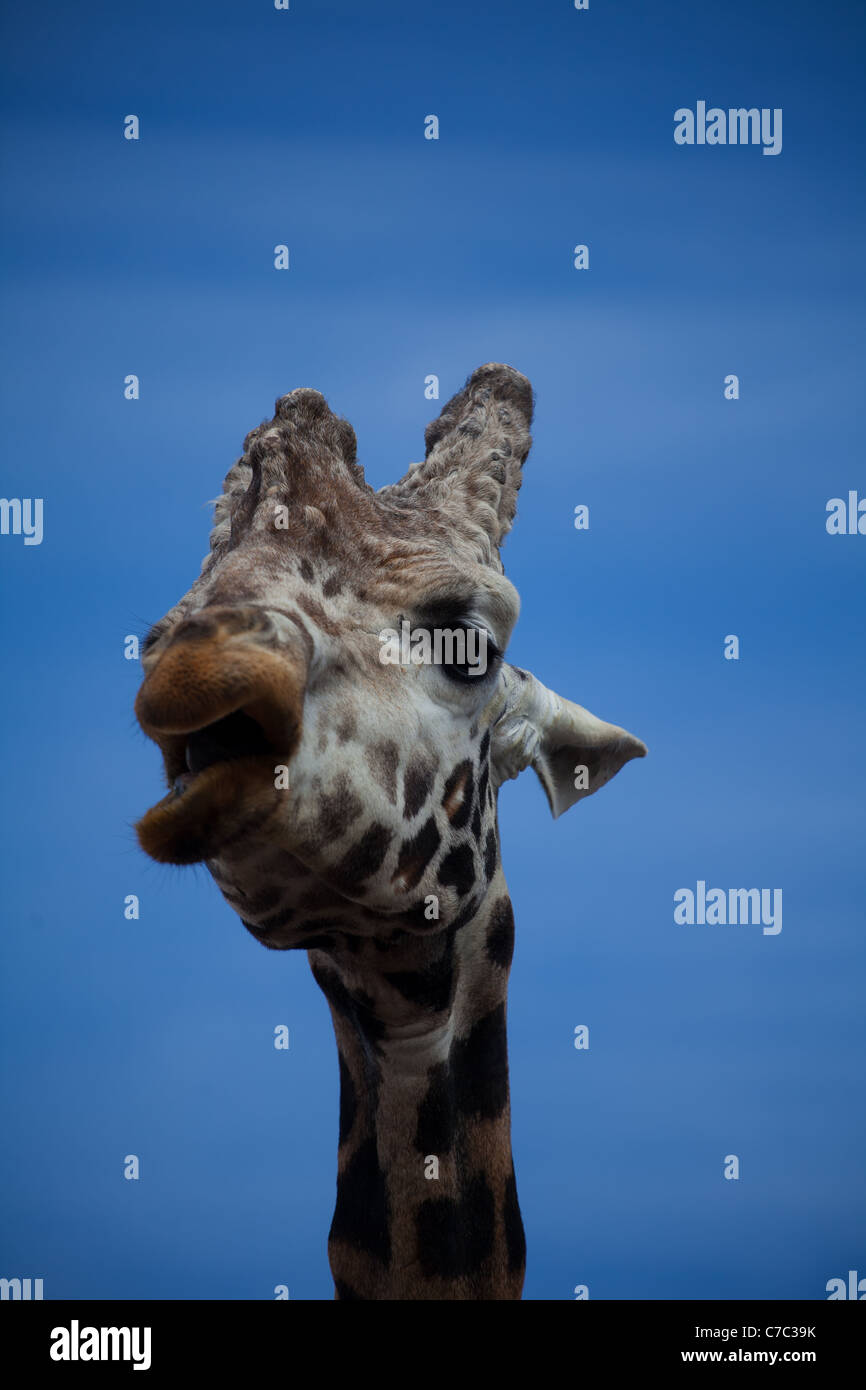 Giraffe Kopf mit lustig Mund gegen den blauen Himmel öffnen Stockfoto