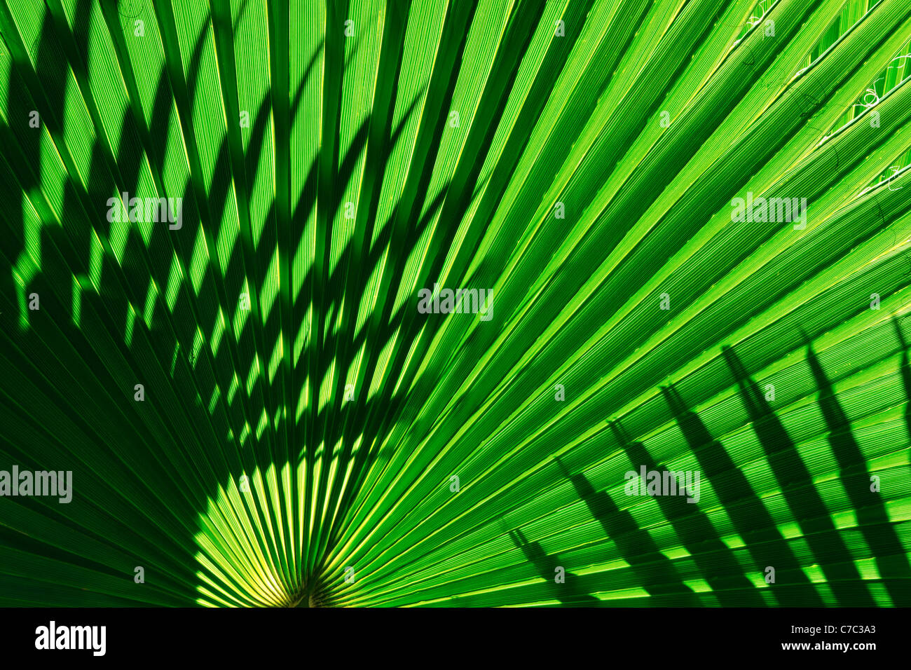 Hintergrundbeleuchtung auf California Fan Palmen, Anza-Borrego Desert State Park, Kalifornien USA Stockfoto