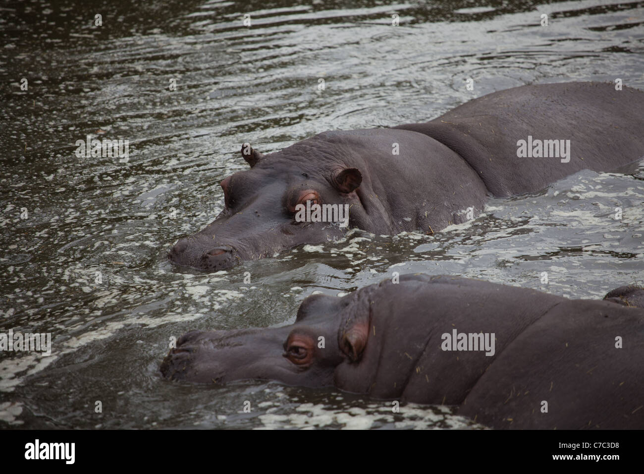 Zwei Nilpferde Schwimmen im Wasser Stockfoto