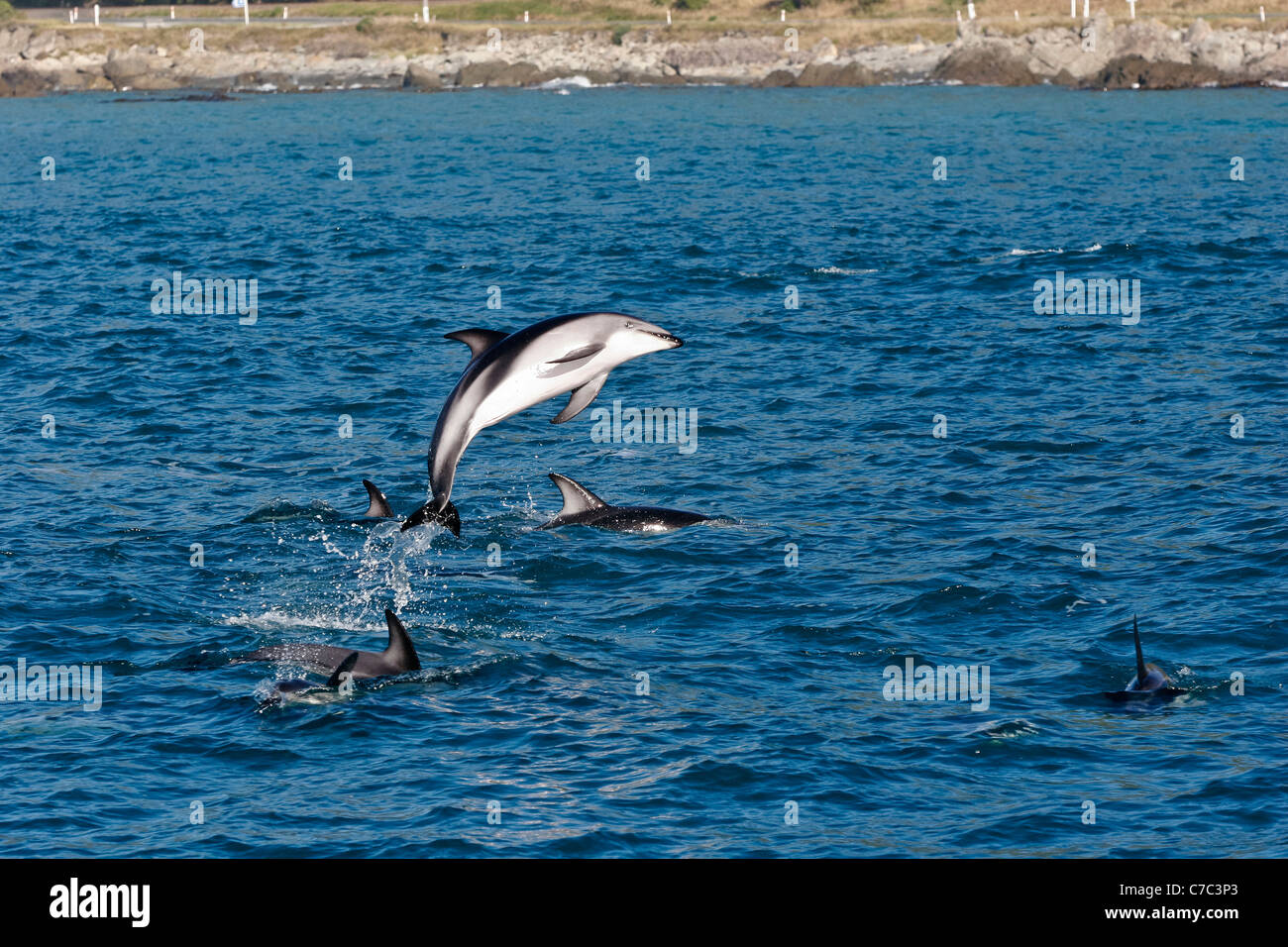 Dusky Dolphin Kaikoura Neuseeland Südinsel springen Ocean Pacific Stockfoto