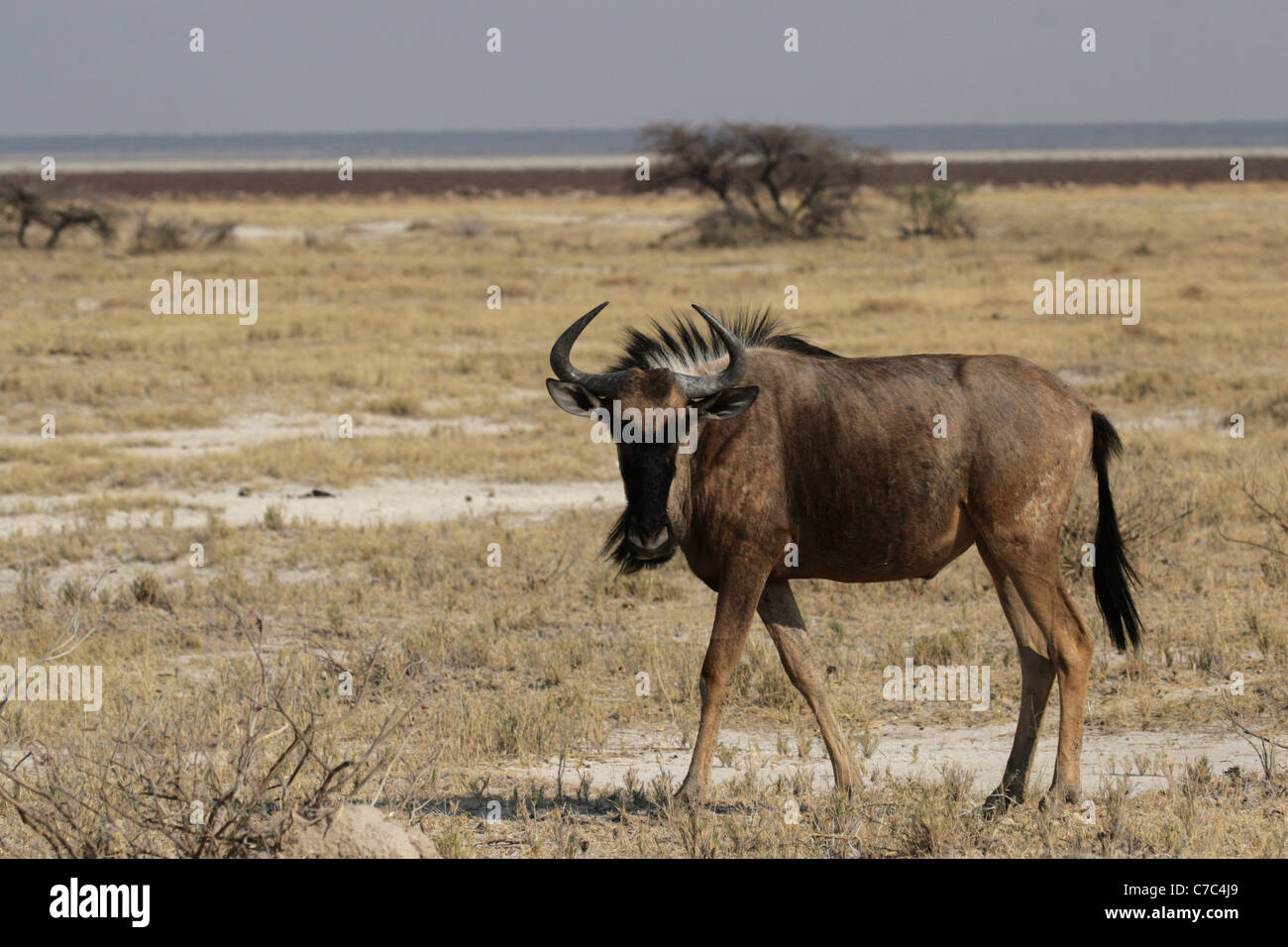 Gnus (Connochaetes Taurinus) in den Etosha Nationalpark, Namibia Stockfoto
