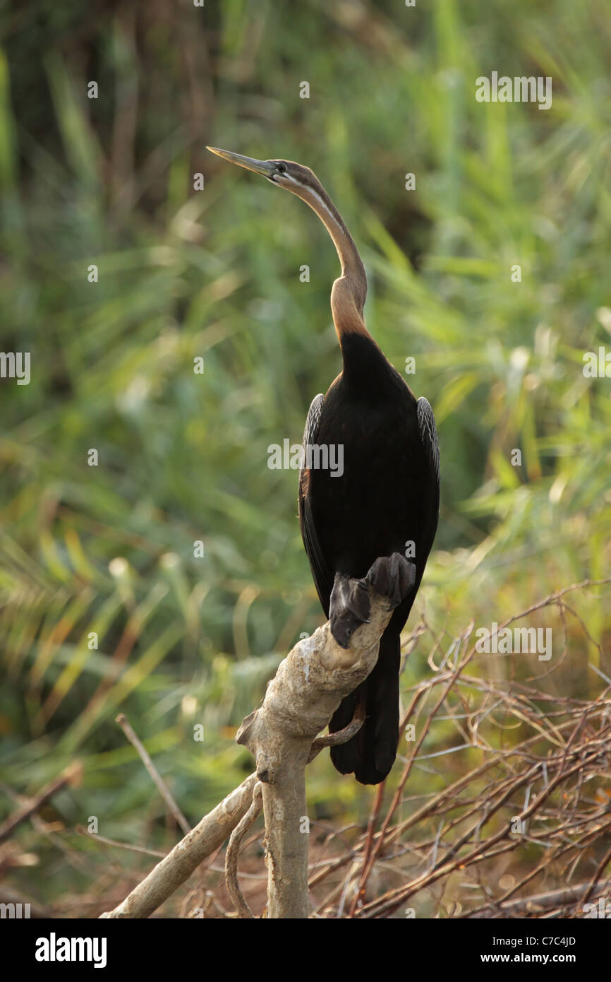 Afrikanische Darter (Anhinga Melanogaster Rufa) in das Okavango Delta, Botswana Stockfoto