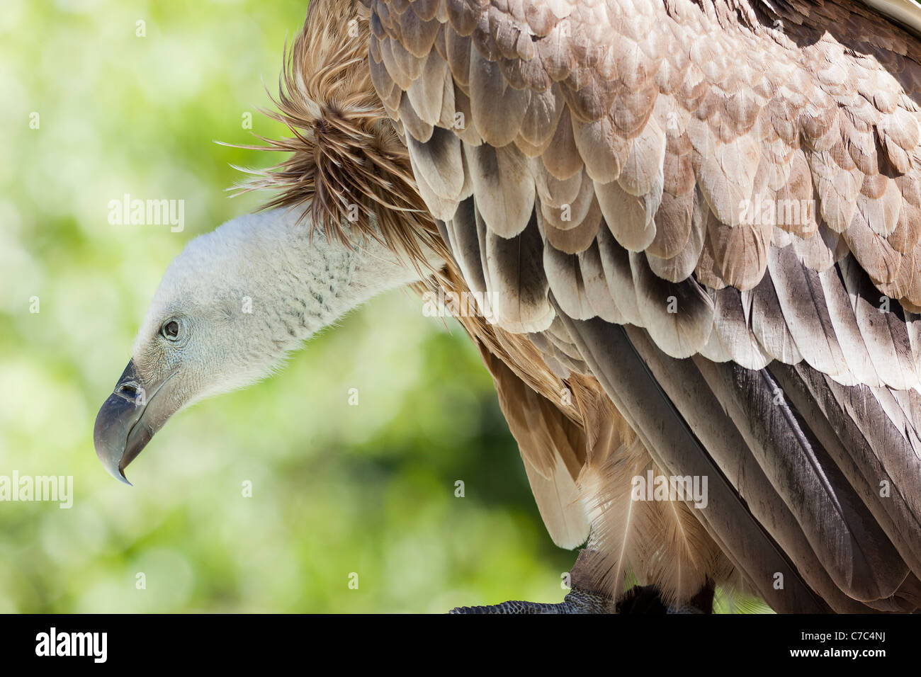 Griffon Vulture Porträt Stockfoto