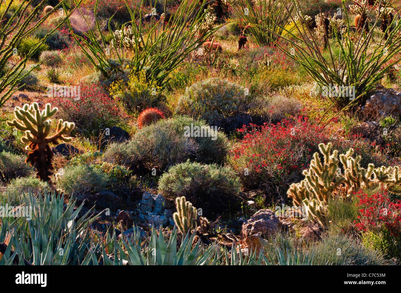 Wüste Garten in Plum Canyon, Anza-Borrego Desert State Park, Kalifornien USA Stockfoto