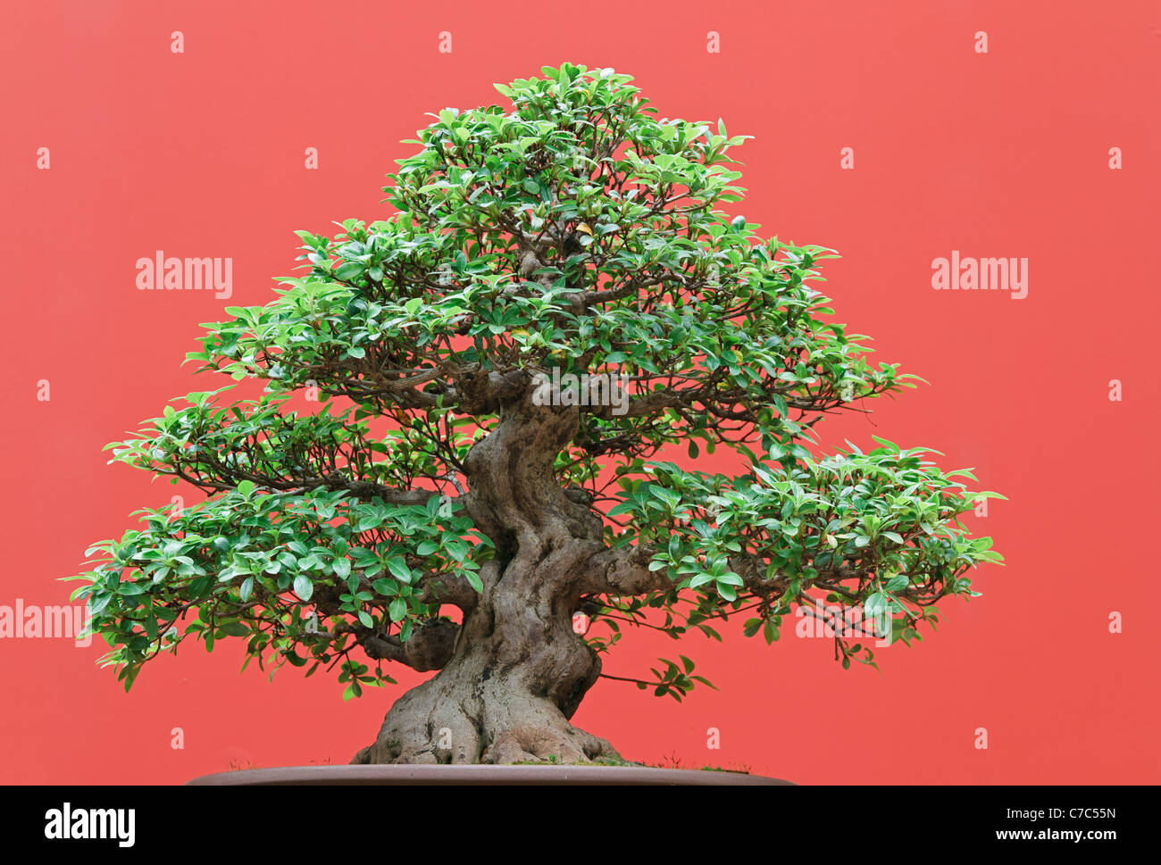 schöne Ficus Baum Bonsai auf rotem Grund Stockfoto