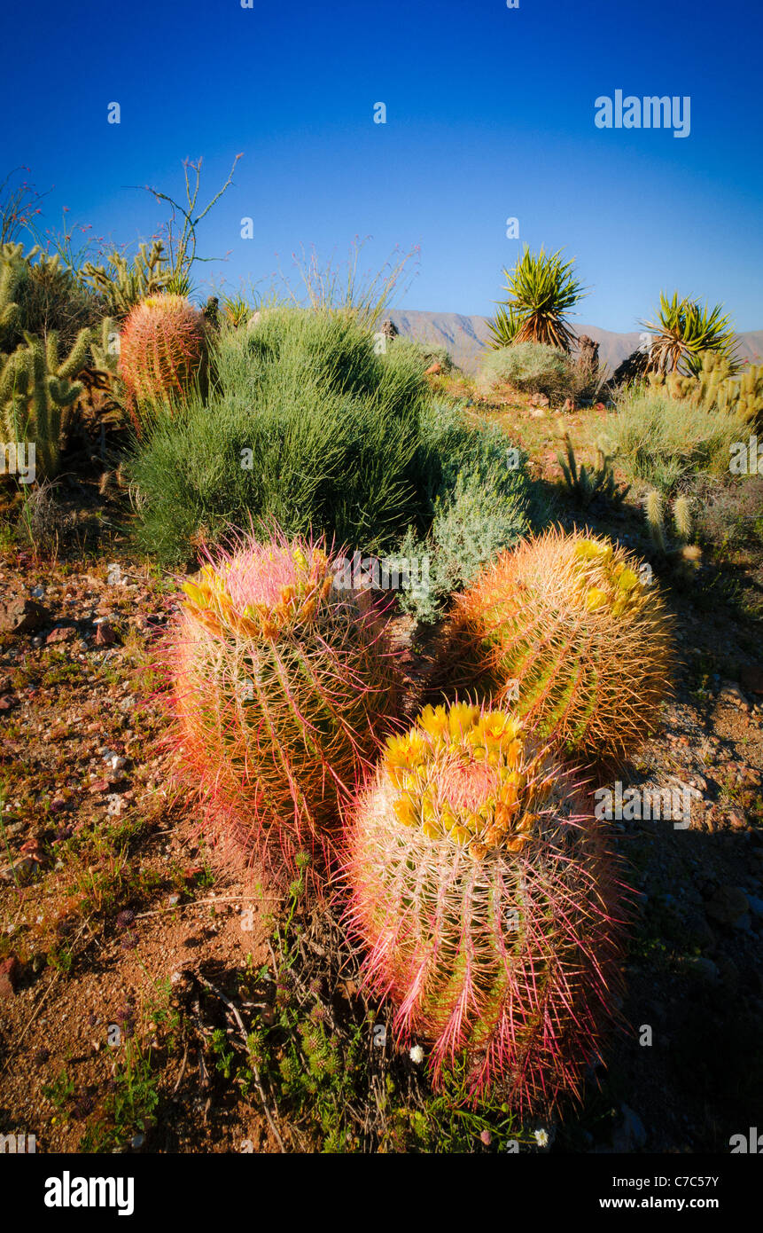 Barrel Cactus und Cholla in Plum Canyon, Anza-Borrego Desert State Park, Kalifornien USA Stockfoto